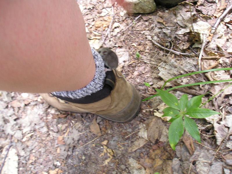 CdearBrook (18).JPG - I think he wanted to come home with us.